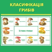 stend_klasifіkacіja gribіv_1